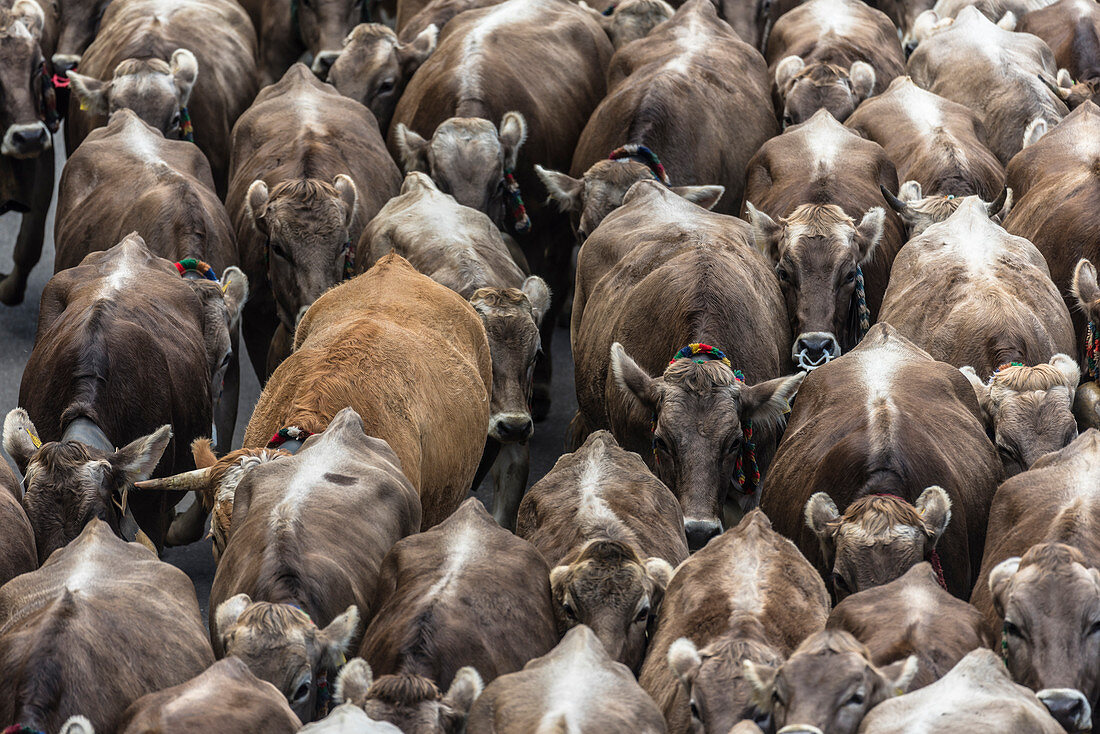 Densely crowded herd of cows on the Viehschied Oberstdorf, Germany, Bavaria, Allgäu