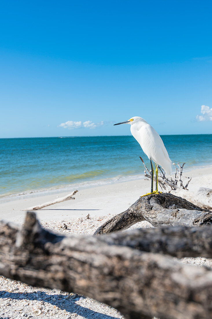 Ein Silberreiher am Strand vom Golf von Mexiko, Fort Myers Beach, Florida, USA