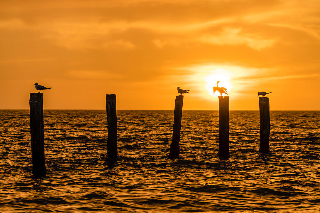 Silhouette of birds on weathered wooden posts in the Gulf of Mexico at sunset, Fort Myers Beach, Florida, USA