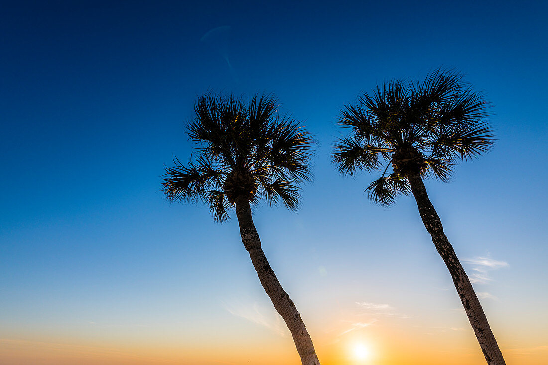 Palmen im Sonnenuntergang, Fort Myers Beach, Florida, USA