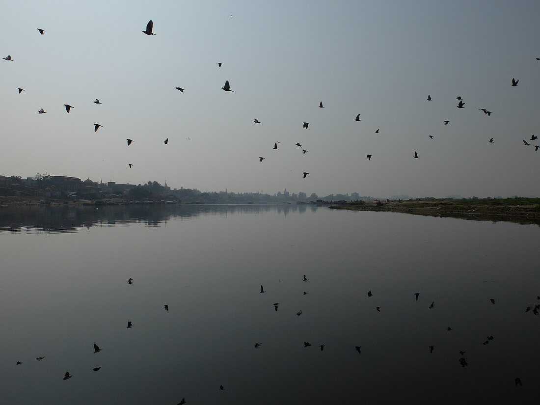 2018, Vrindavan, Uttar Pradesh, India, birds in the Yamuna