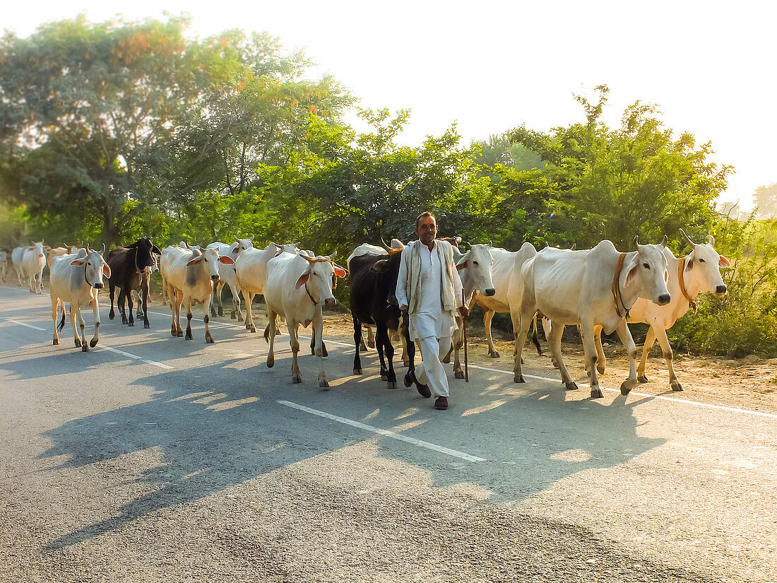 Vrindavan, Uttar Pradesh, Indien, Kuhhirte mit seinen Kühen auf der Straße zwischen Radhakund und Varshana