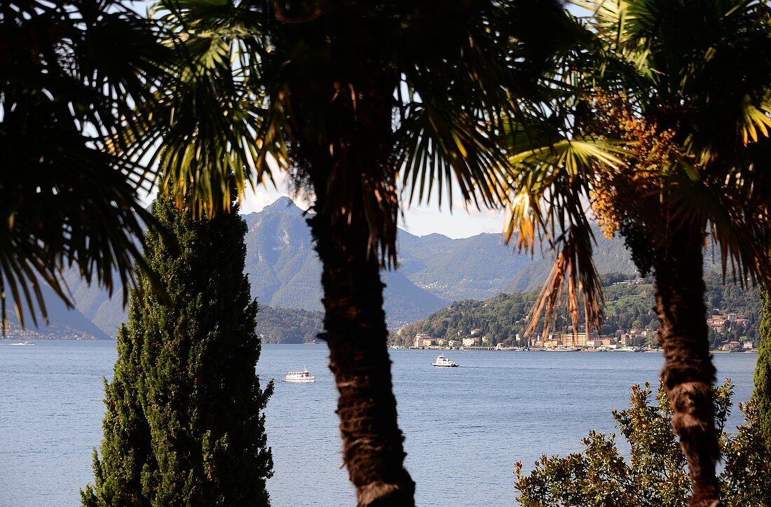 Palm trees on the lakeshore at Varenna on the east side, Lake Como, Lombardy, Italy