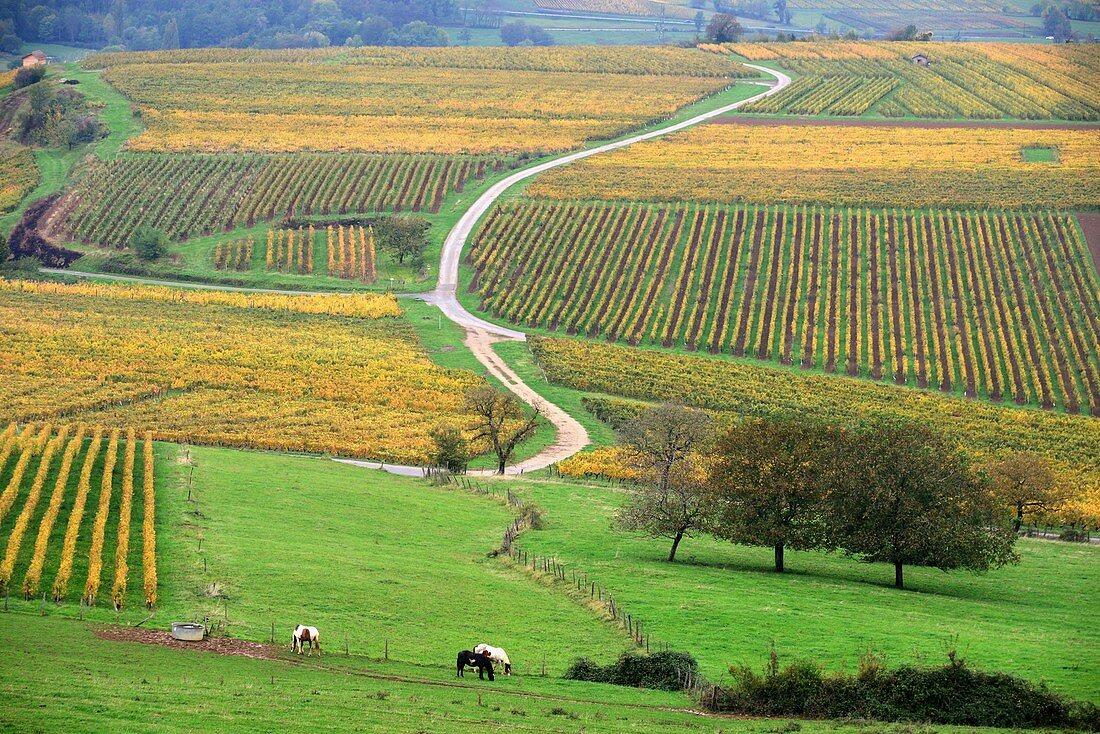 Weinfelder und Weg bei Arbois, Jura, Franche Comté, Ost-Frankreich