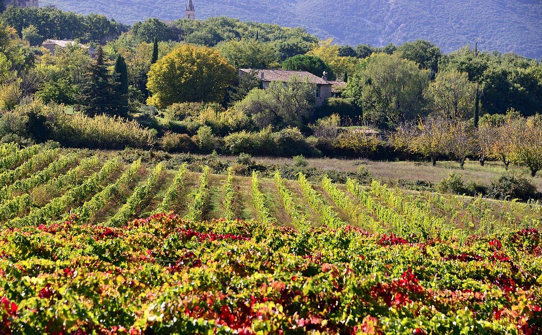 Weinfelder an der Pont Julien im Lubéron, Provence, Frankreich