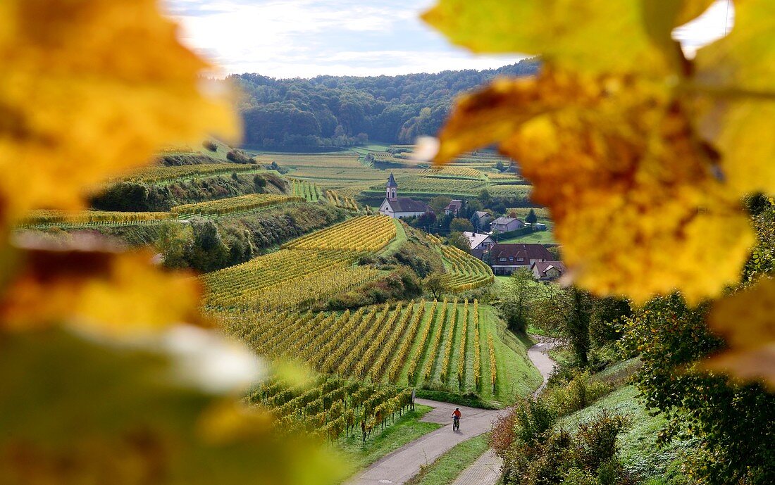 Wine fields in autumn at Altvogtsburg am Kaiserstuhl near Freiburg, Baden-Württemberg, Germany