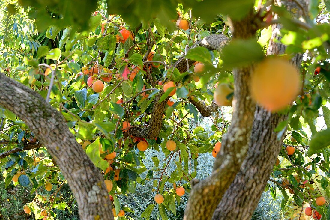 Kaki-Früchte in der Balagne, Nord- Korsika, Frankreich