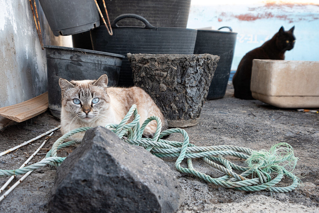 Cats in the fishing village of la Bombilla, La Palma, Canary Islands, Spain, Europe