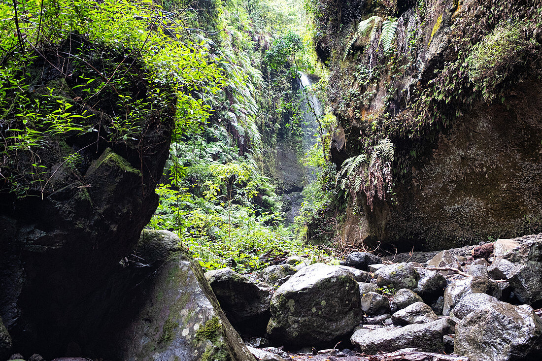 Canyon, Los Tilos laurel forest, UNESCO biosphere reserve, La Palma, Canary Islands, Spain, Europe