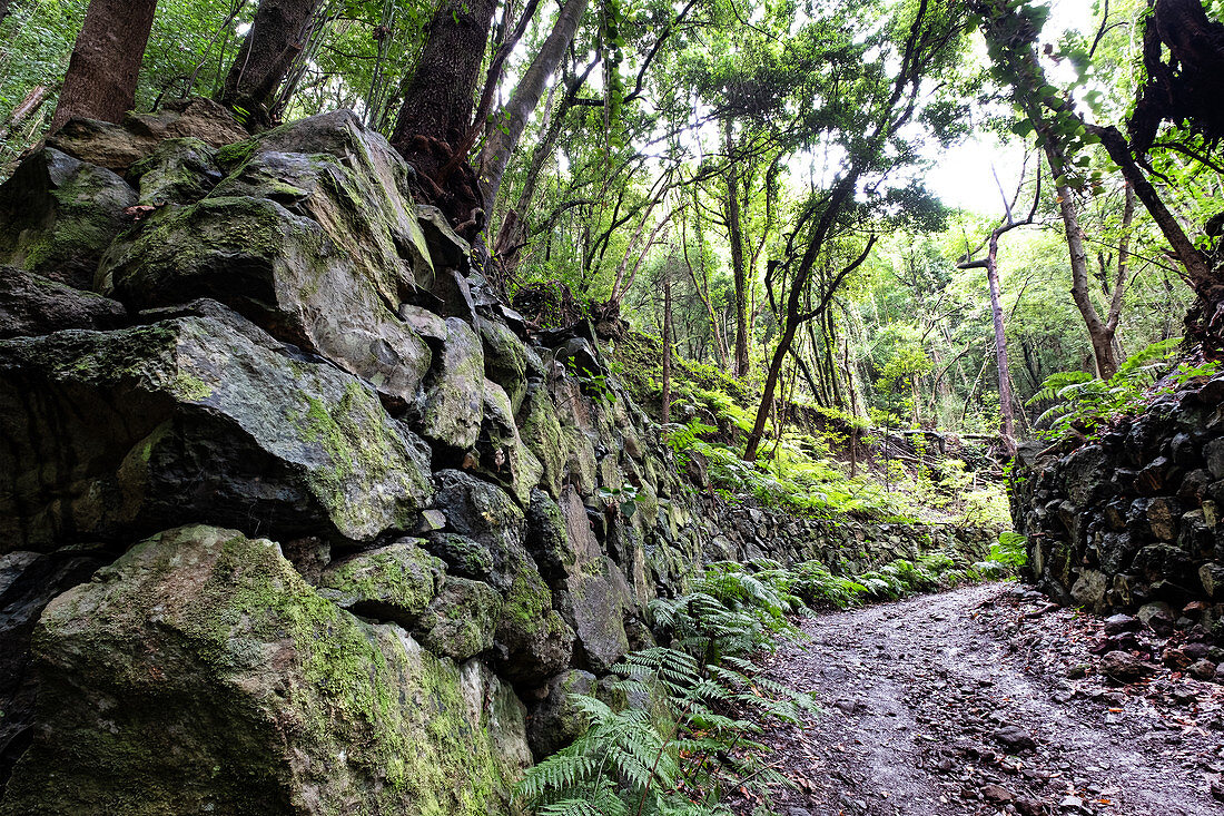 Steinwall eines Wanderweges im Lorbeerwald Los Tilos, UNESCO Biosphärenreservat, La Palma, Kanarische Inseln, Spanien, Europa