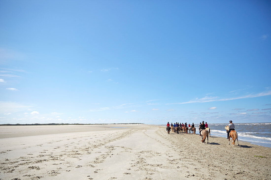 Reitergruppe auf Islandpferden, riesiger Strand an Ostplate, Insel Spiekeroog, Wattenmeer, Ostfriesland, Niedersachsen, Deutschland