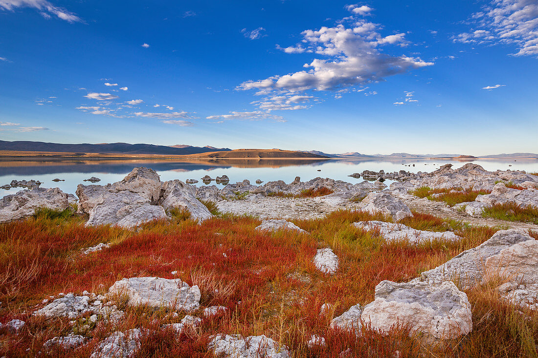 Red grasses on the east bank of Mono Lake in summer, California, USA