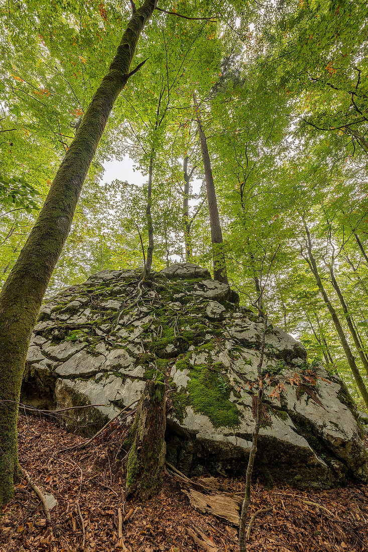 Baum auf einem Felsen, Triglav Nationalpark, Slowenien