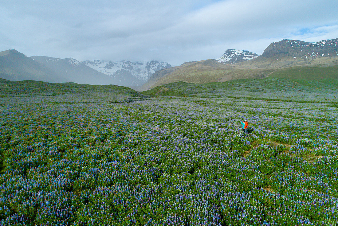 Zwei junge Wanderer inmitten wilder Lupinien, Landschaft in Island