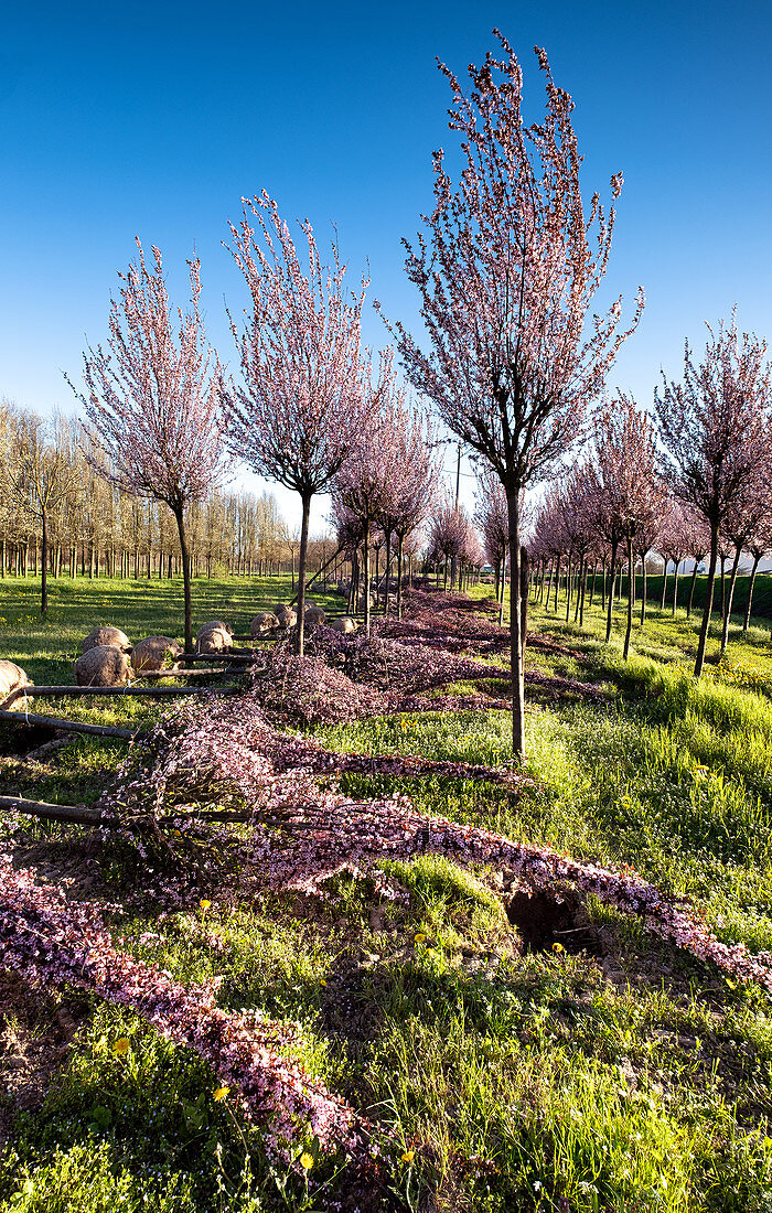 Cherry tree plantation in bloom, Drizzona, Cremona Province, Italy, Europe