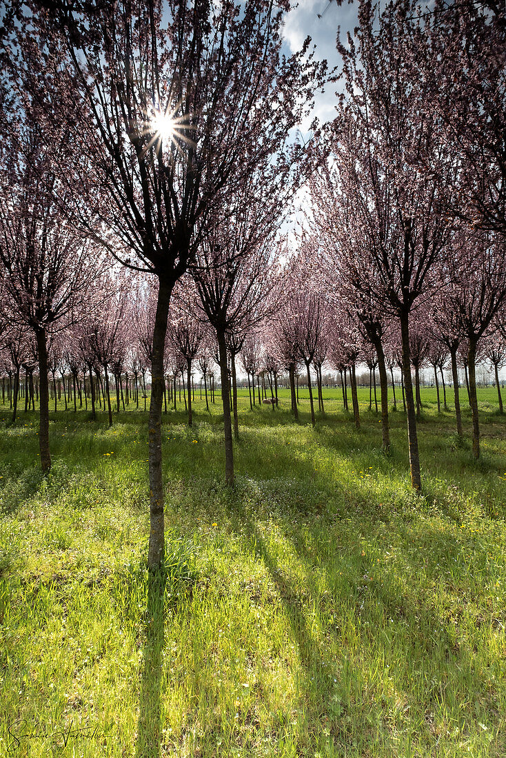 Kirschbaum Plantage in der Blütezeit, Drizzona, Provinz Cremona, Italien, Europa