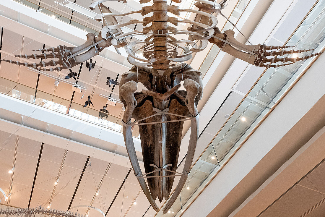 Innenraum des Wissenschaftsmuseum MUSE in Trento, im Vordergrund ein prehistorisches Tier, Trient, Trentino-Alto Adige, Italien, Europa