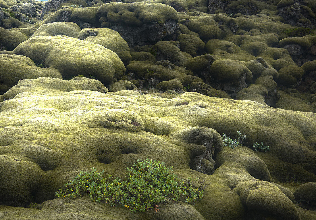 Mit Moos bewachsenes Lavafeld Eldhraun, Südisland, Island, Europa