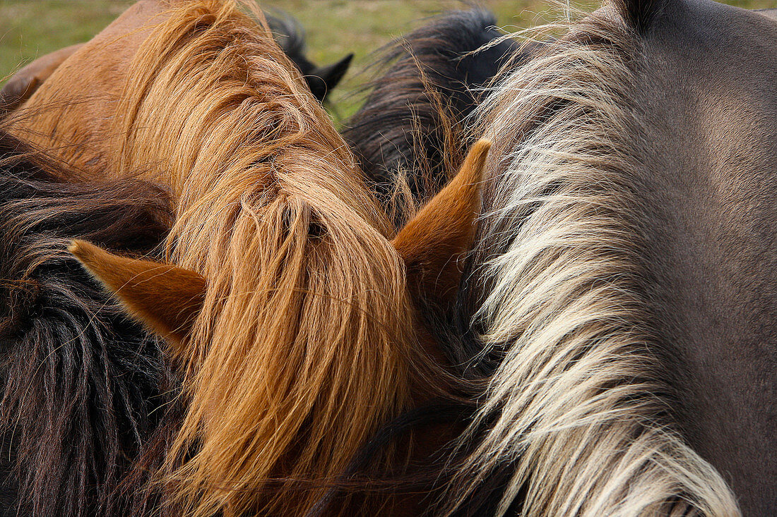 Detailaufnahme der Mähnen von Islandpferden, Südisland, Island, Europa 