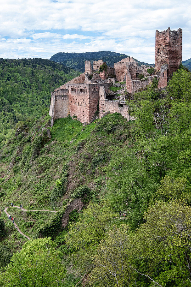 Blick auf die Burgruine von St. Ulrich bei Ribeauville,  Haut-Rhin, Grand Est, Elsass, Frankreich, Europa