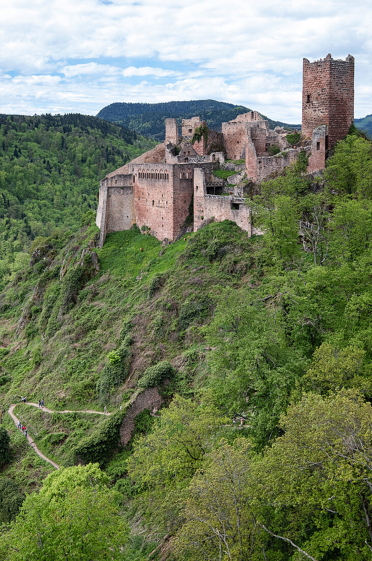 View of the ruined castle of St. Ulrich near Ribeauville, Haut-Rhin, Grand Est, Alsace, France, Europe