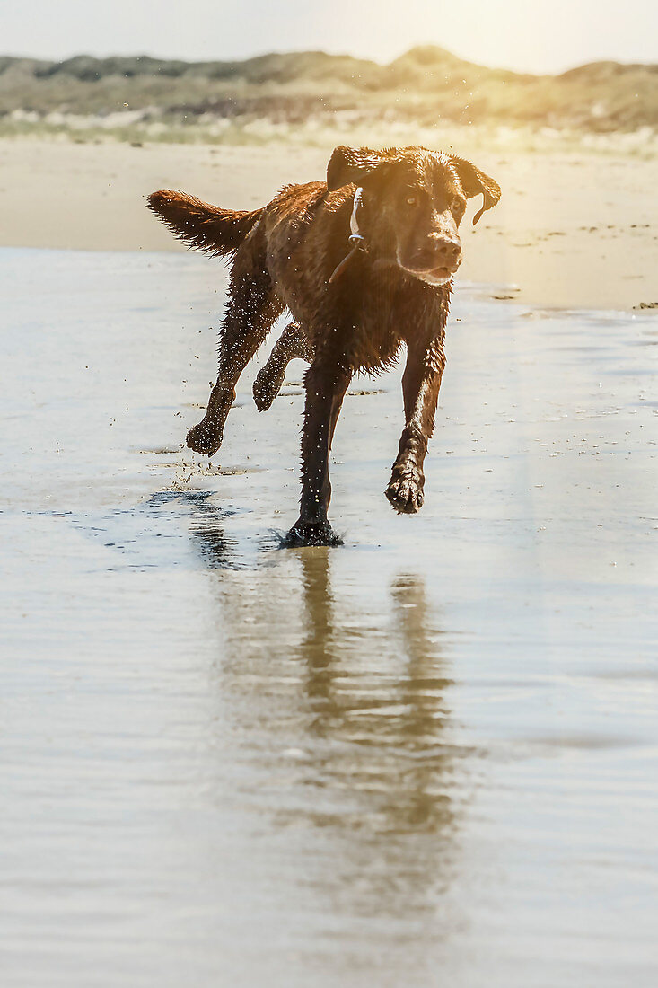 Dog plays on Juist's dog beach. Germany, East Frisia, North Sea