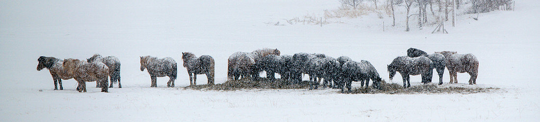 Eine Gruppe Islandpferde im dichten Schneetreiben, Winter in Island