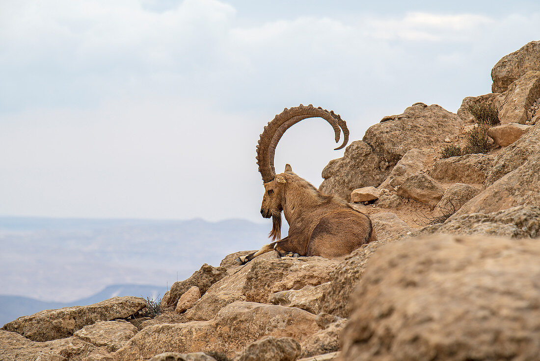Steinbock an einem Felsen genießt die Aussicht auf die Wüste Negev, Israel