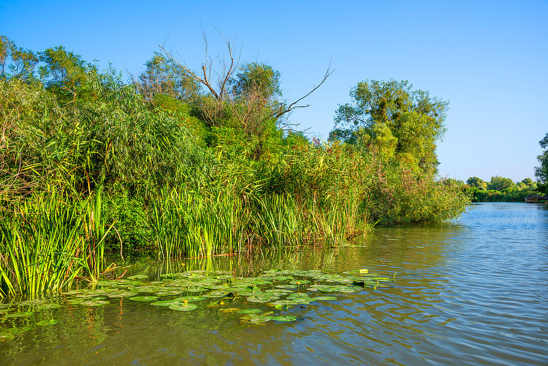 Seitenarm der Donau, Sfantu Gheorghe, Donaudelta, Biosphärenreservat, UNESCO Weltnaturerbe, Dobrudscha, Rumänien