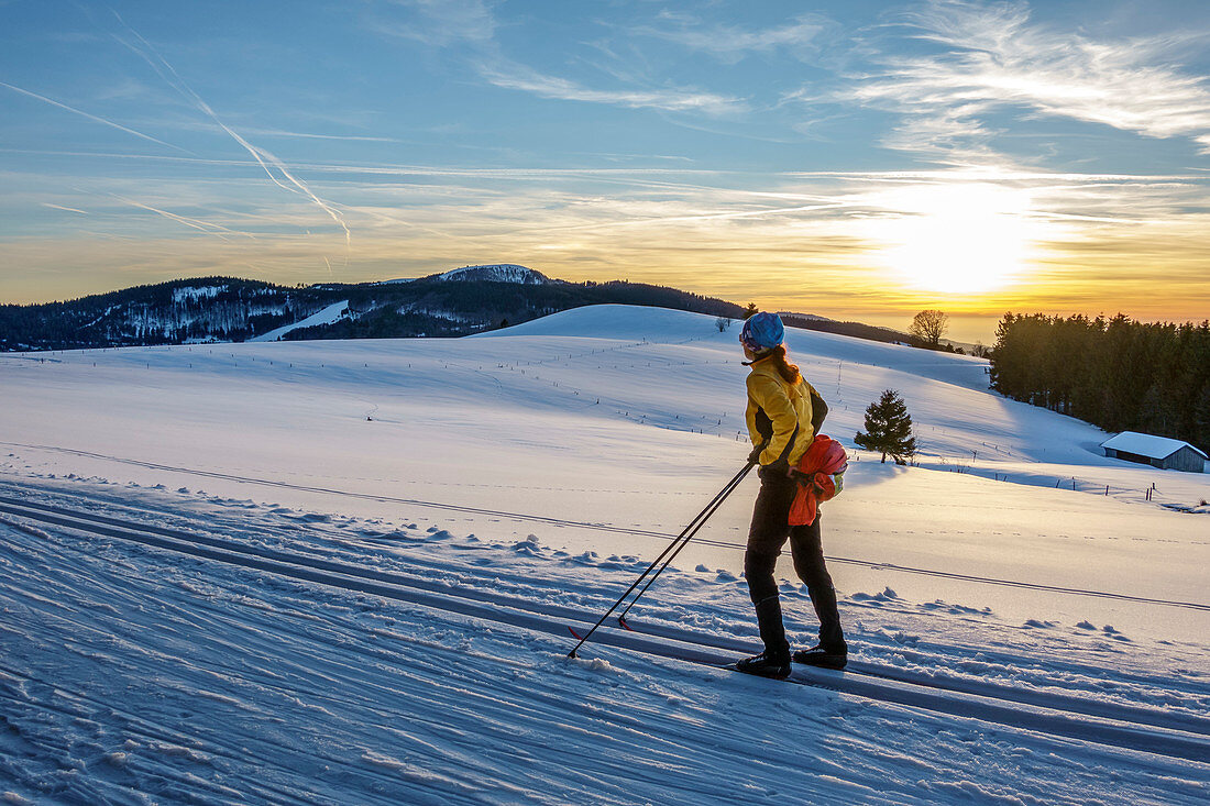 Frau beim Langlaufen blickt in Sonnenuntergang, Skifernwanderweg Schonach-Belchen, Schwarzwald, Baden-Württemberg, Deutschland