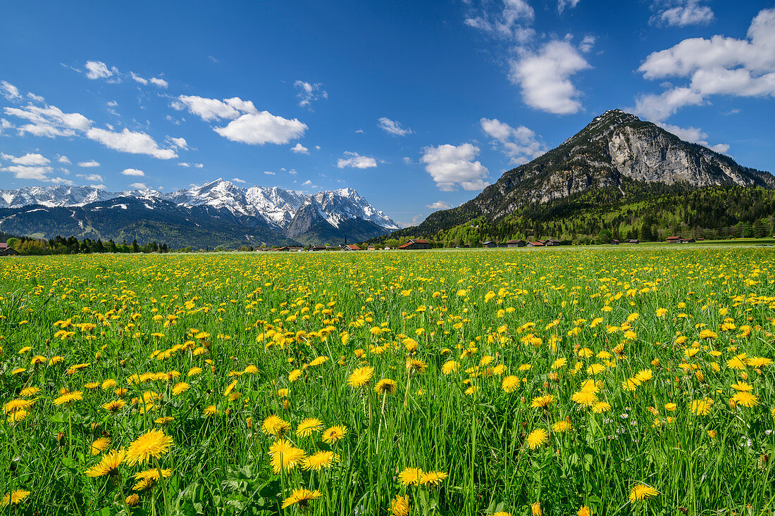 Meadow with blooming dandelions, Wetterstein with Alpspitze and Zugspitze in the background, Wetterstein Mountains, Upper Bavaria, Bavaria, Germany