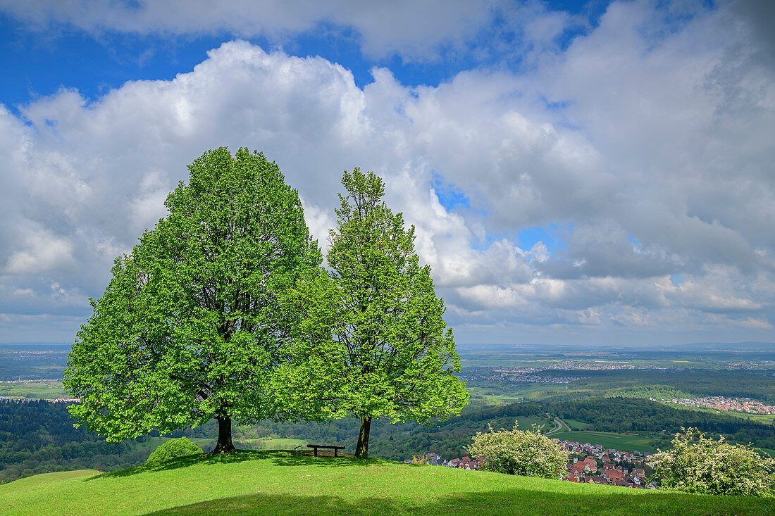 Two linden trees stand on a hill, Jusiberg, Swabian Alb, Baden-Württemberg, Germany