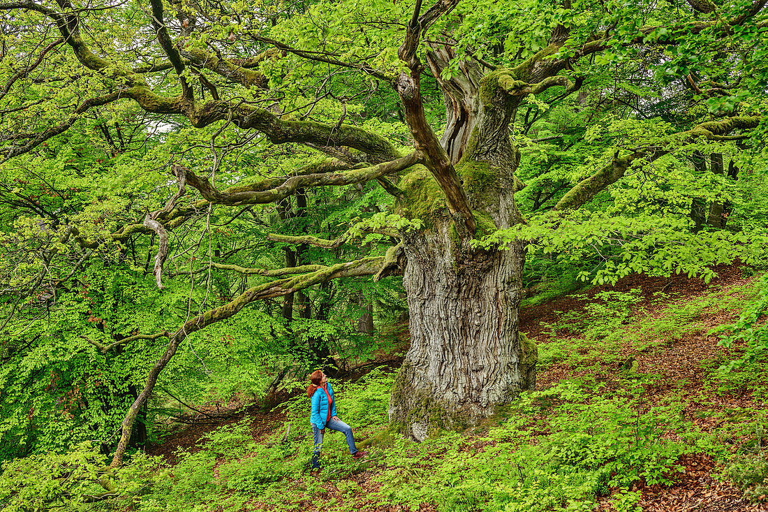 Woman stands in front of old oak, oak, Kellerwald-Edersee National Park, UNESCO World Heritage Old Beech Forests, Hesse, Germany