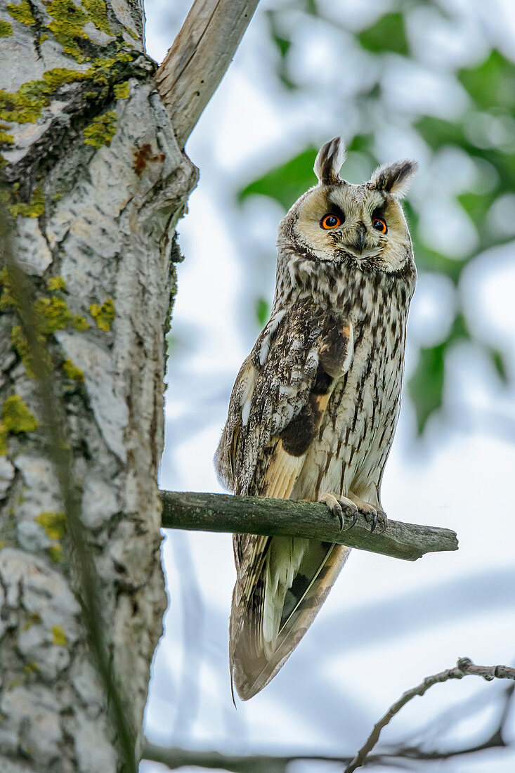 Long-eared owl, Asio otus, Neusiedler See, National Park Neusiedler See, UNESCO World Heritage Neusiedler See, Burgenland, Austria