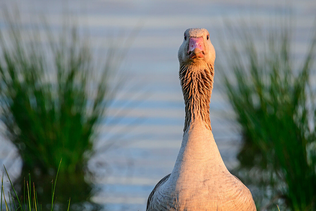Greylag goose, Anser anser, Neusiedler See, National Park Neusiedler See, UNESCO World Heritage Neusiedler See, Burgenland, Austria