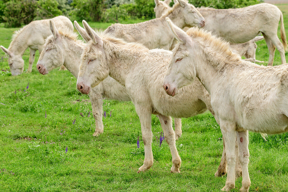 White donkeys, Lake Neusiedl, Lake Neusiedl National Park, UNESCO World Heritage Lake Neusiedl, Burgenland, Austria