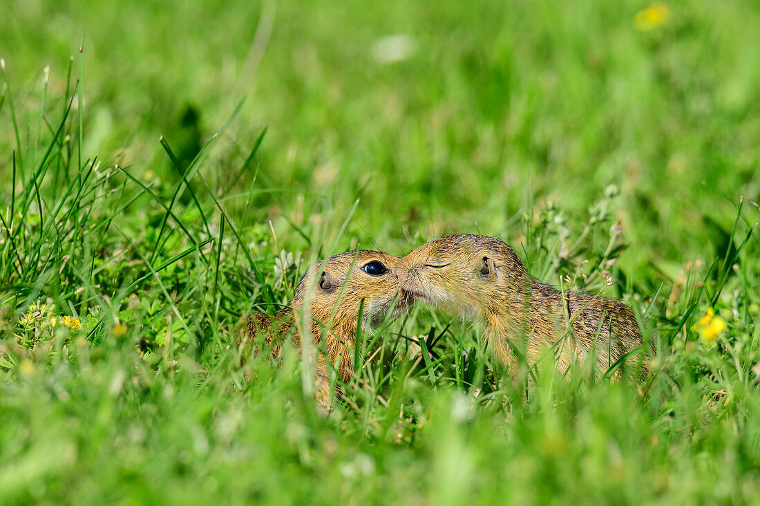 Two young ground squirrels cuddle, Spermophilus, Neusiedler See, National Park Neusiedler See, UNESCO World Heritage Neusiedler See, Burgenland, Austria