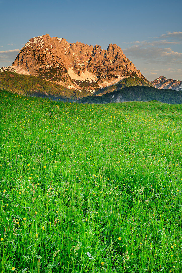 Blumenwiese mit Kaisergebirge, Kaisergebirge, Wilder Kaiser, Tirol, Österreich