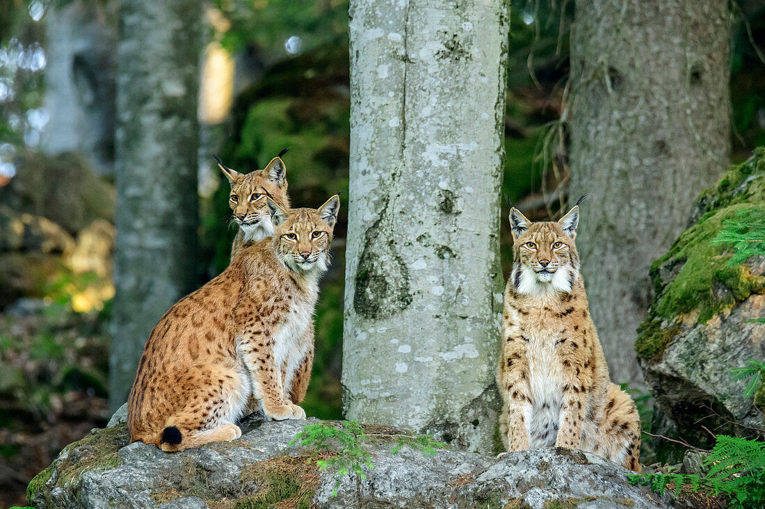 Drei Luchse sitzen auf Felsen, Lynx, Nationalpark Bayerischer Wald, Bayerischer Wald, Niederbayern, Bayern, Deutschland