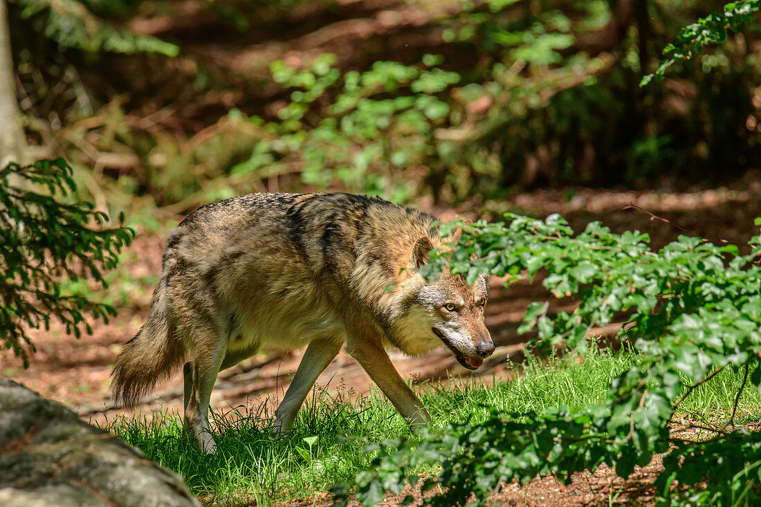 Wolf schleicht durch Wald, Canis lupus, Nationalpark Bayerischer Wald, Bayerischer Wald, Niederbayern, Bayern, Deutschland
