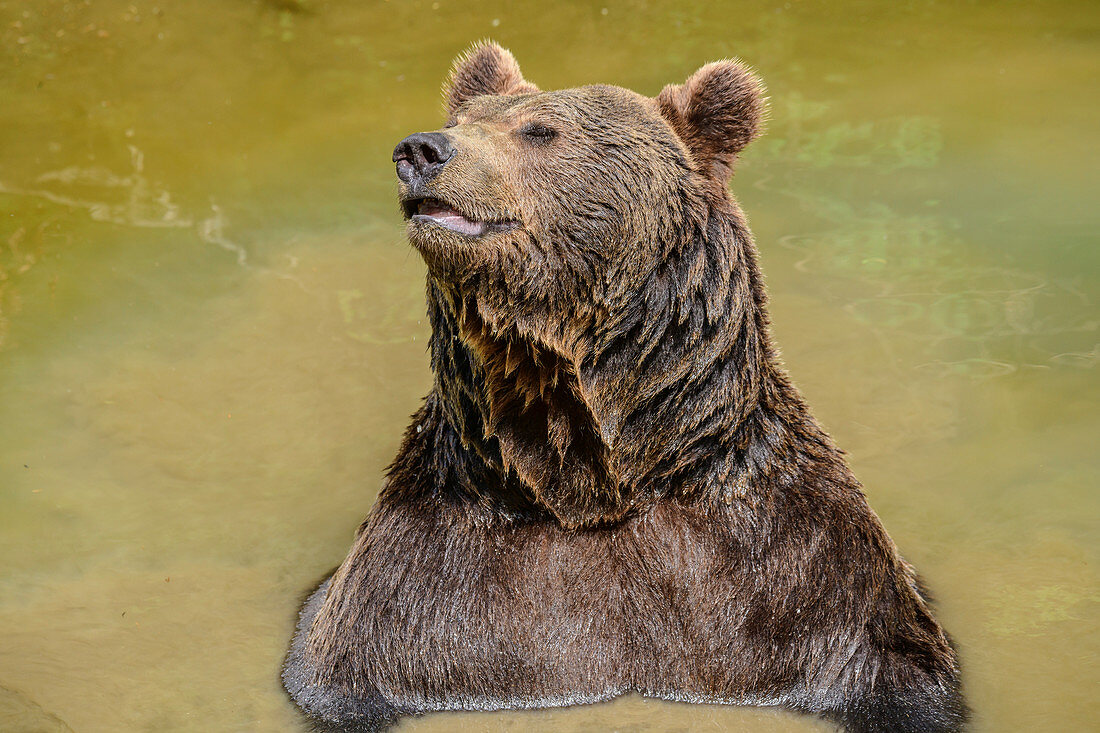 Brown bear bathes, Ursus arctos, Bavarian Forest National Park, Bavarian Forest, Lower Bavaria, Bavaria, Germany