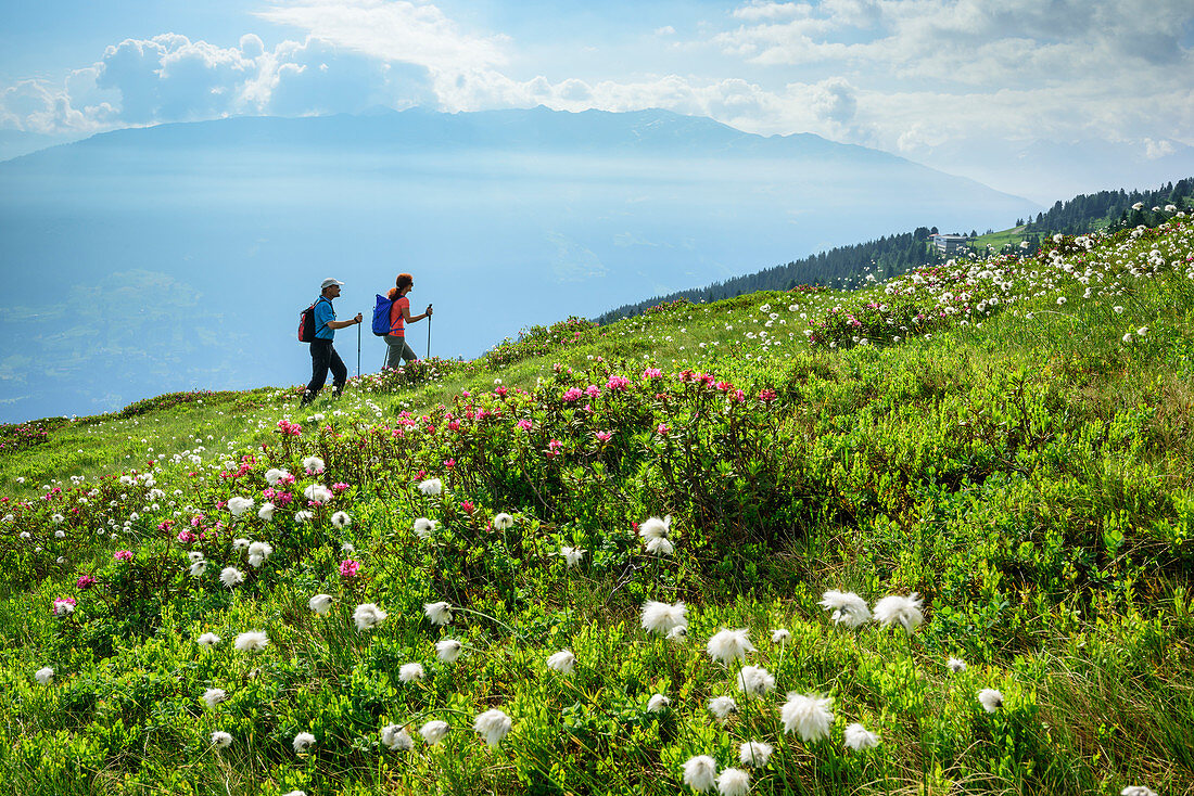 Man and woman hiking through meadows with alpine roses and cotton grass, Zillertaler Höhenstraße, Zillertal, Tux Alps, Tyrol, Austria
