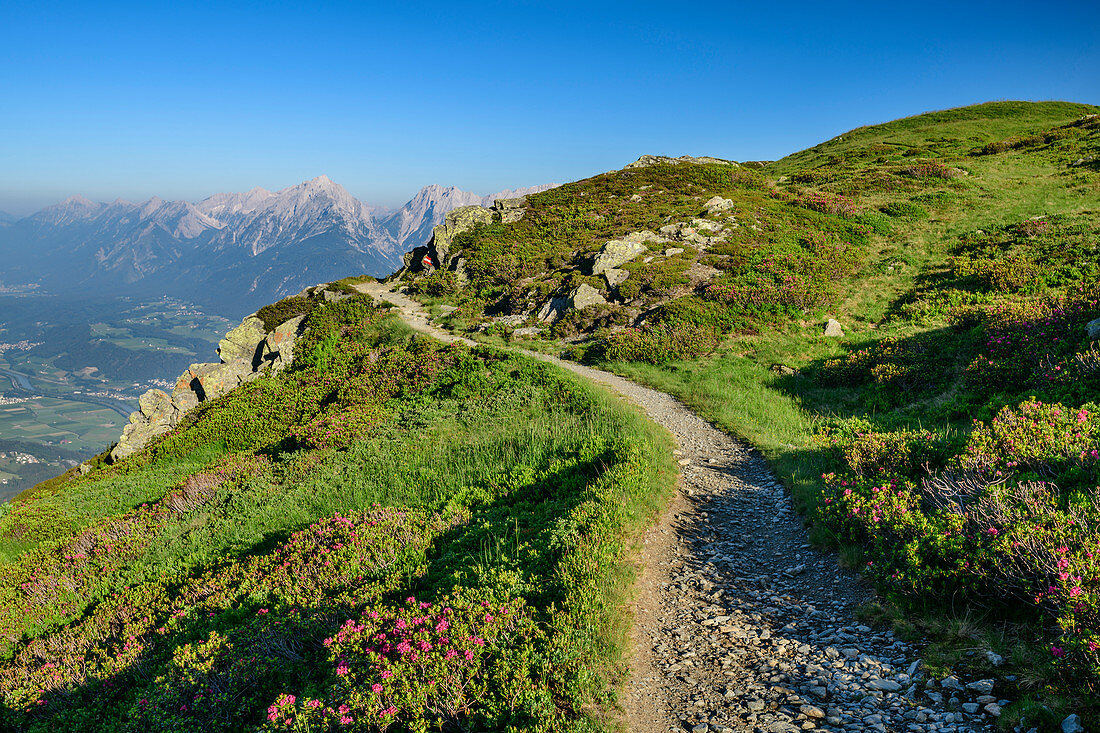 Wanderweg führt durch Alpenrosen, Karwendel im Hintergrund, Kellerjochhütte, Tuxer Alpen, Tirol, Österreich
