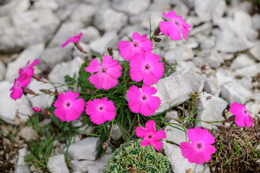 Pinkfarbene Karthäusernelke blüht in Felsschutt, Dianthus carthusianorum, Vette Grandi, Rifugio Dal Piaz, Feltre, Nationalpark Belluneser Dolomiten, Dolomiten, UNESCO Welterbe Dolomiten, Venetien, Italien