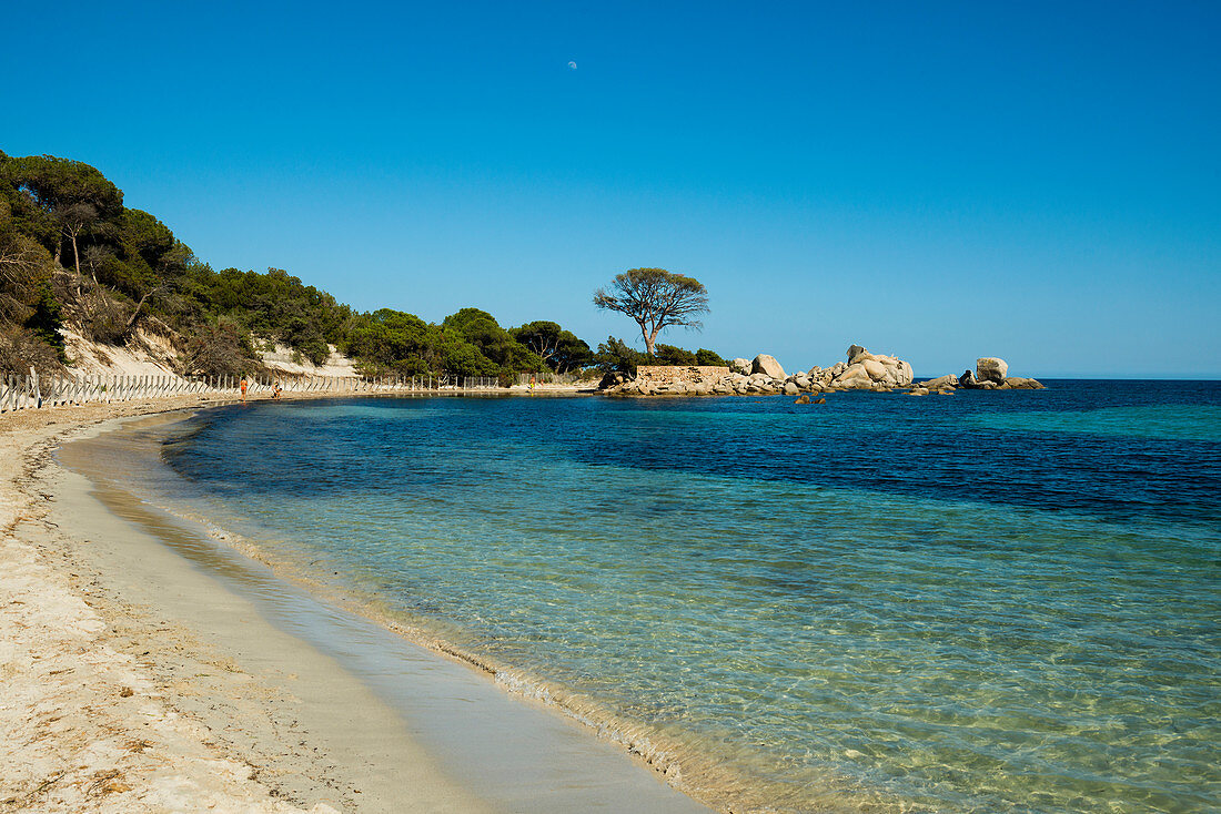 Beach and pine trees, Palombaggia, Porto Vecchio, Corse-du-Sud, Corsica, France