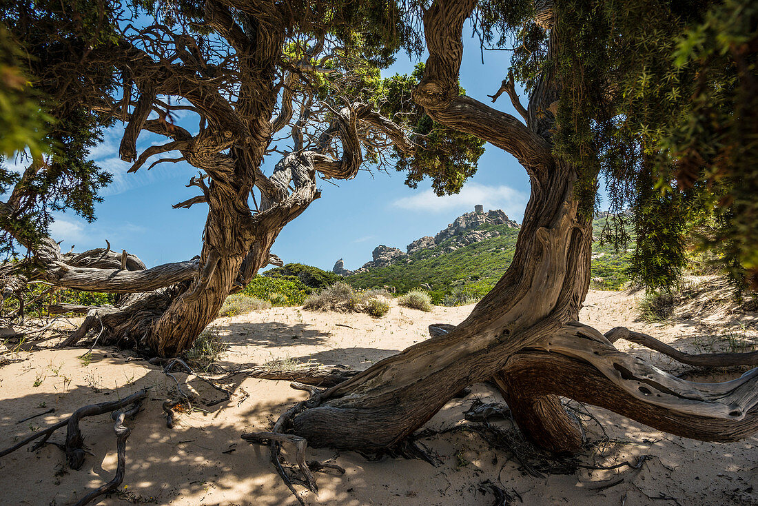 Uralter Phönizische Wacholder (Juniperus phoenicea) am Strand, Roccapina, bei Sartène, Département Corse-du-Sud, Korsika, Frankreich