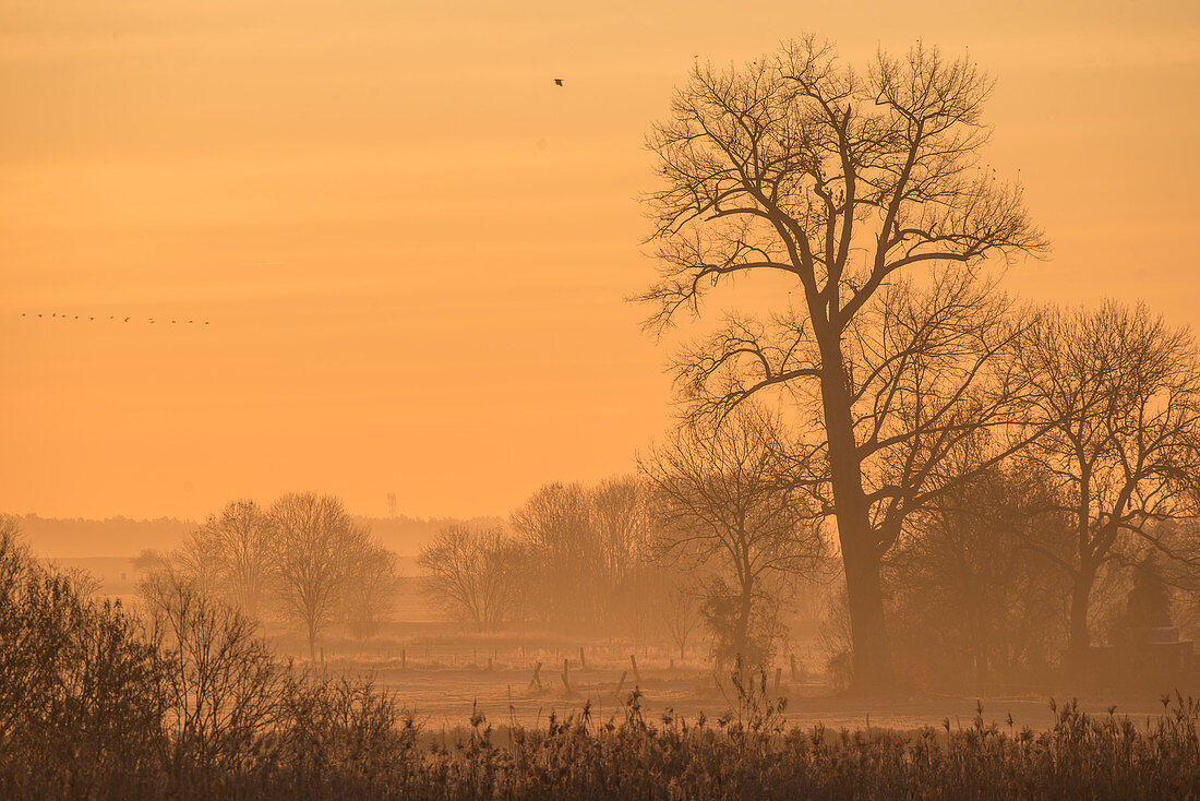 Baum Silhouetten im roten Licht der aufgehenden Sonne. Vögel  fliegen durch einen Himmel  mit dramatischen Farben und aufsteigendem Nebel, Deutschland, Brandenburg, Neuruppin