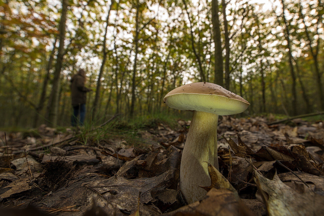 Pilzsammler sucht Pilze im herbstlichen Laubwald Buchenhain, Deutschland, Brandenburg, Spreewald