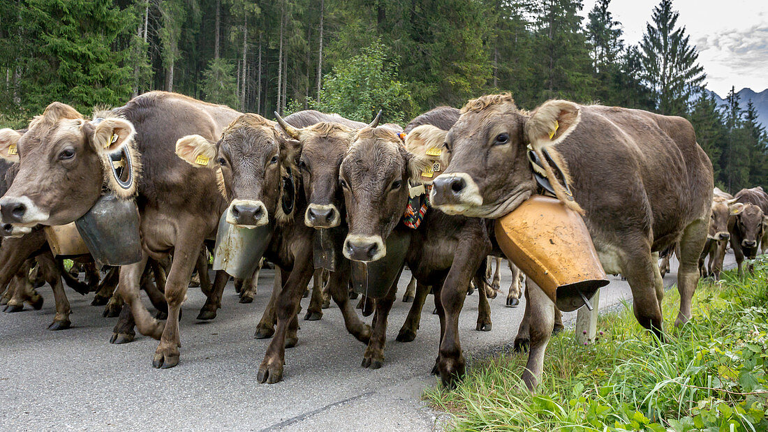 Cows with cowbells run in the herd on forested roads in the mountains. Germany, Bavaria, Oberallgäu, Oberstdorf