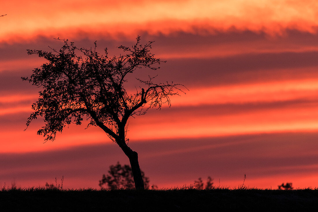 Cropped silhouette of an apple tree on a country road in the red light of the setting sun. Dramatic colors and cloud formations are in the sky, Germany, Brandenburg, Neuruppin